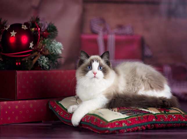 クリスマスの雰囲気たっぷりの猫ちゃん：ラグドールのクリスマス