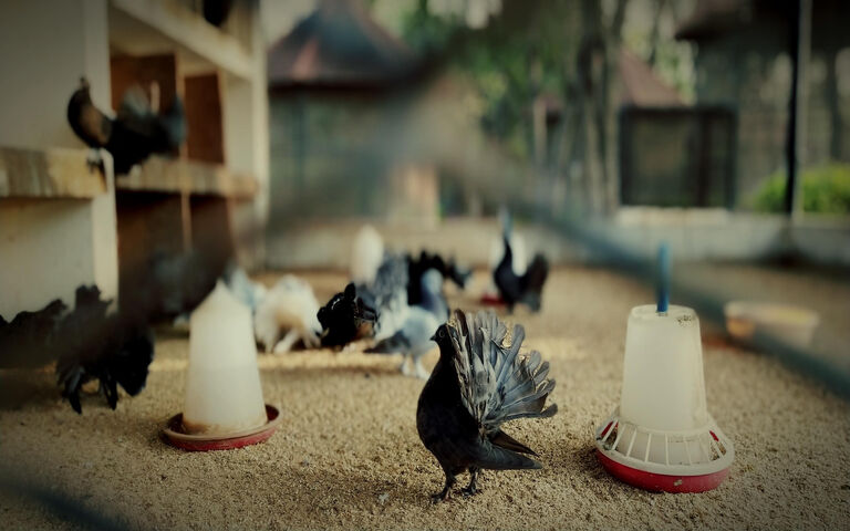 Birds Wallpaper - Download to your mobile from PHONEKY