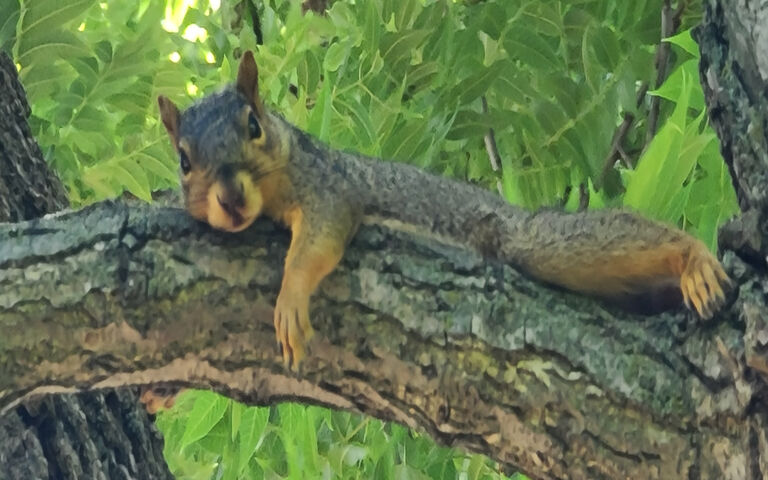 Chill Vibes: Chú sóc thư thái 🐿 ️ 🌳