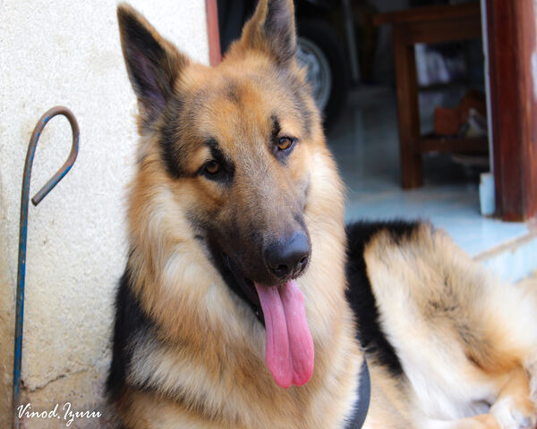 Chó chăn cừu Đức oai nghiêm: Người bảo vệ trung thành 🐾