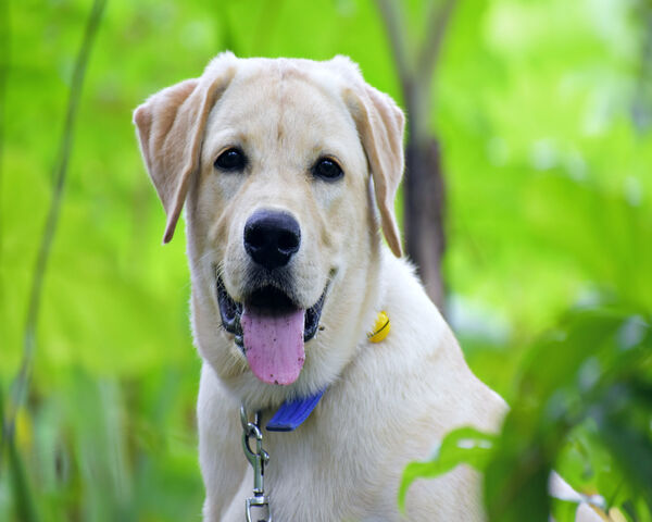 Labrador Wallpaper - Download to your mobile from PHONEKY