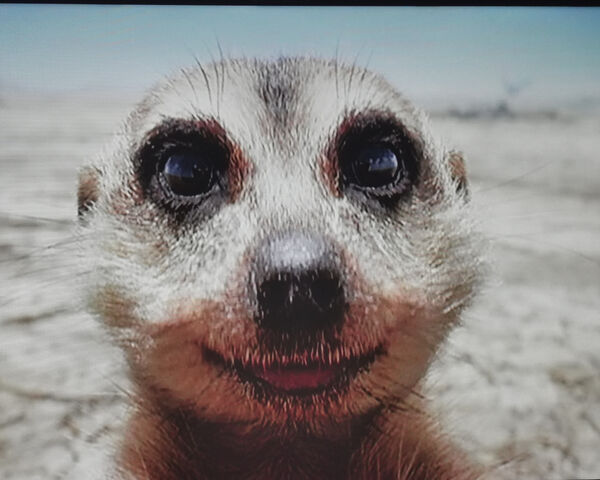 Timon's Playful Smile: The Heart of the Savannah 🐾 Wallpaper - Download ...
