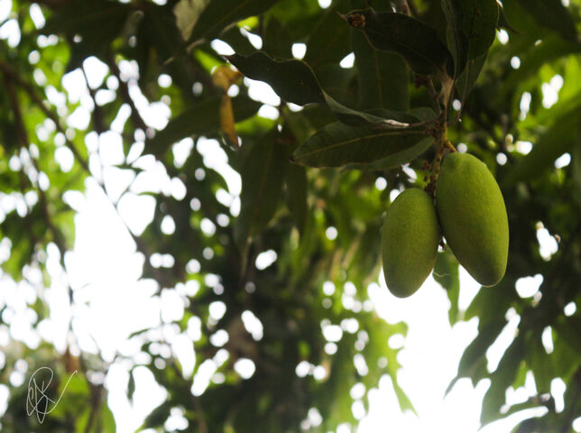 Majestic Mango: Nature's Sweet Haven 🍑🌳 Wallpaper - Download to your ...