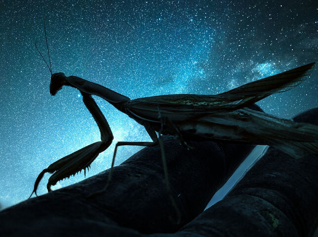 Galactic Guardian: The Space Mantis 🌌🦗 Wallpaper - Download to your ...