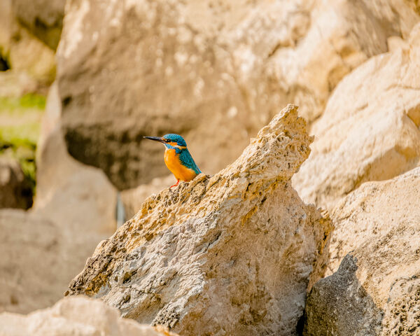 Bird Wallpaper - Download to your mobile from PHONEKY