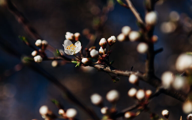 Spring Flower Wallpaper - Download to your mobile from PHONEKY