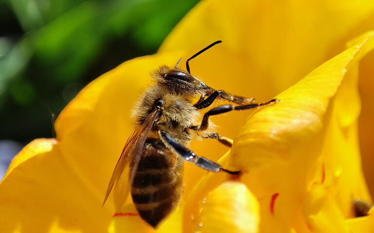 buzzing-beauty-the-bee-s-floral-dance-wallpaper-download-to-your