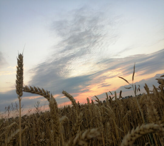 Chill Vibes in Golden Fields 🌾🌅 Wallpaper - Download to your mobile ...