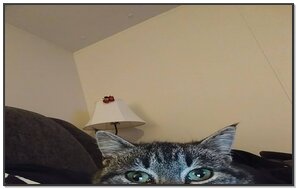 Phoneky Fond D Ecran De Joli Chat Pc Tablette