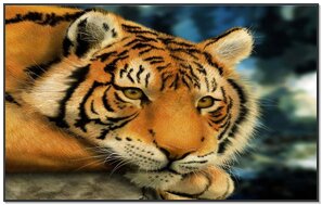 Bebe Tigre Mignon Fond D Ecran Telecharger Sur Votre Mobile Depuis Phoneky