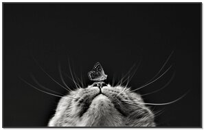 Phoneky Fond D Ecran De Chat Et Papillon Pc Tablette