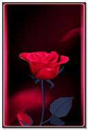 Eternal Elegance: The Perfect Rose 🌹✨