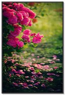 Whispers of the Rose 🌹✨