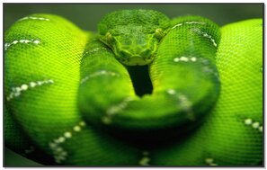 グリーンスネーク壁紙 Phonekyから携帯端末にダウンロード