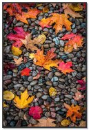 Autumn's Colorful Tapestry 🍂✨