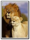 Lion King & Queen!