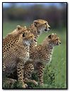 Cheetah With Famliy