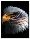 USA Flag Eagle