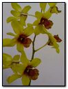 Jananta's Orchid4