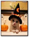 Cute Halloween Cat