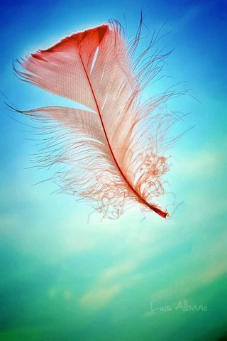 Peacock Feather Wallpaper  MacRumors Forums