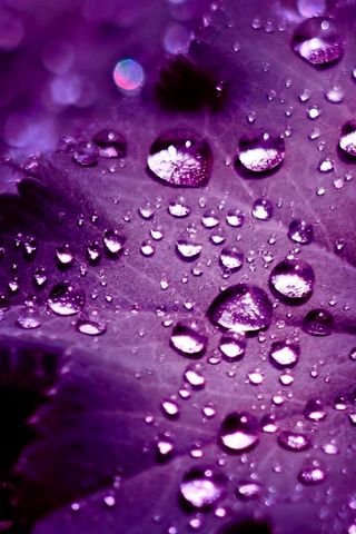 Dew Purple HD