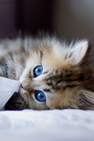 Sweet Kitten