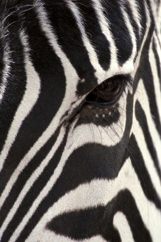 Listras da zebra