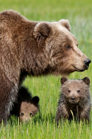Urso e filhotes