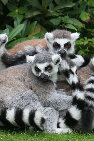 lemurlar