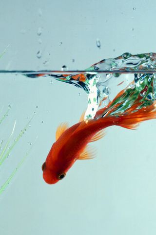 Gold-fish-splash