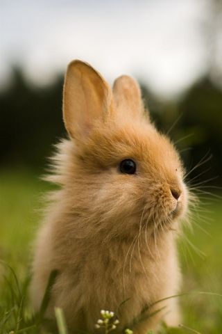Thỏ dễ thương