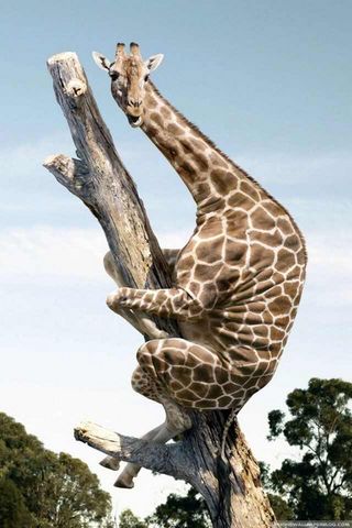 Lustige Giraffe