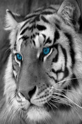 Schöner Tiger