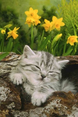 Tidur Kitten