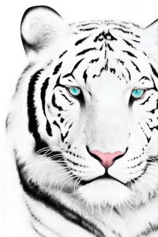 White Tiger HD