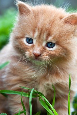 Cute Ginger Kitten