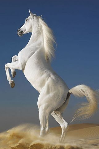 सफ़ेद घोडा