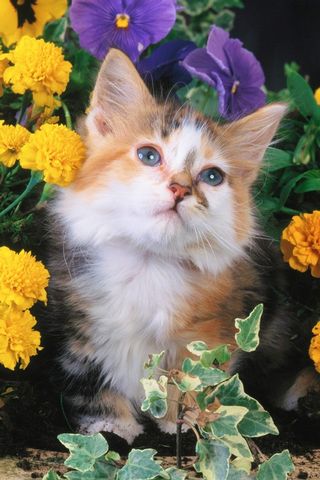 Cute Kitten