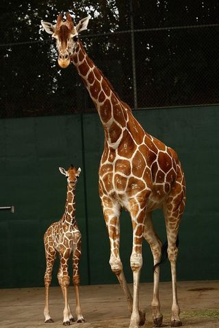 Girafe, bébé