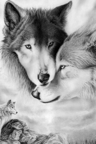 Casal de lobos