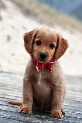 Puppy Wallpaper Download To Your Mobile From Phoneky