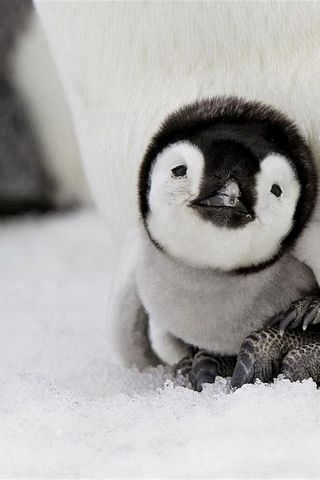 Pingouin bébé mignon