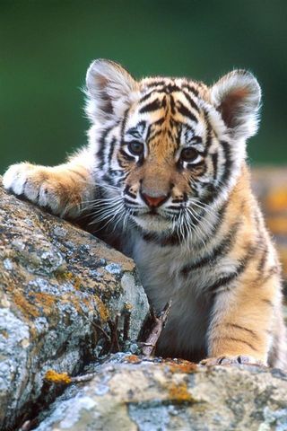 Tigre Cub