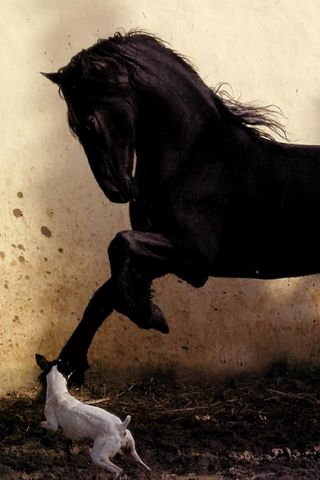 Piękny koń