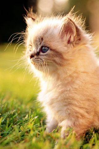 Kitten White Persian