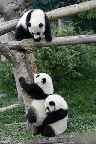 Panda lebih kecil