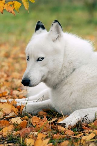 Husky putih
