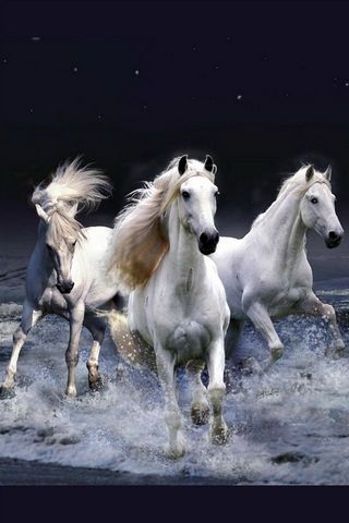 सफेद घोड़े