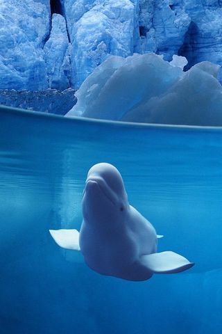 Beluga Whale